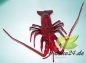 Preview: Hummer mediterran (AF-0558)